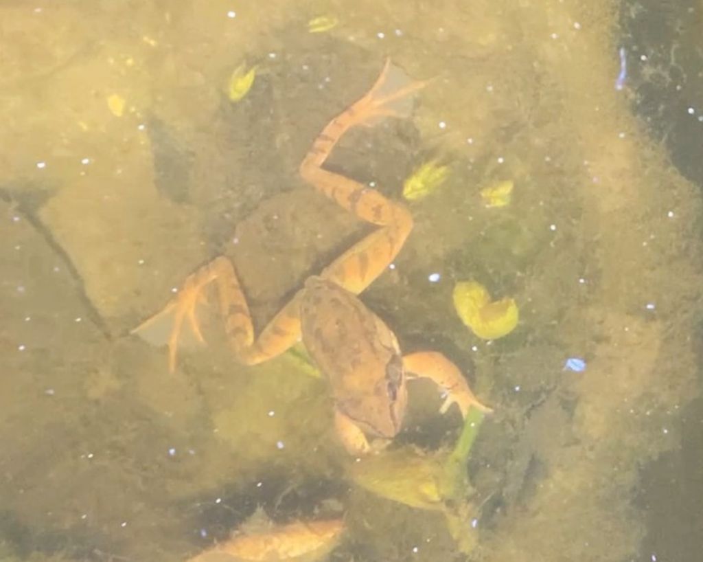 Piccolo stagno nel giardino